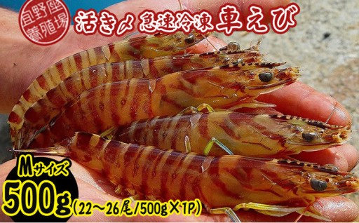 【養殖場から直送】活き〆急速冷凍車えび　Mサイズ　約500g（22～26尾/500g×1P） 