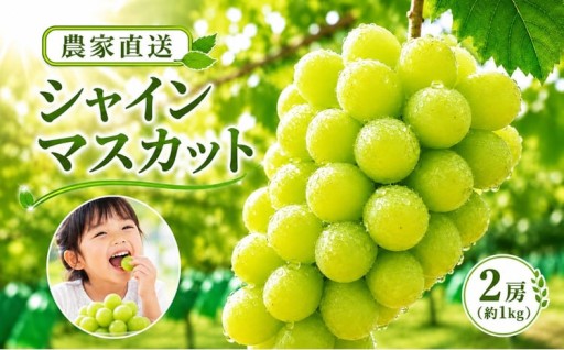 【2026年先行予約】シャインマスカット 1kg