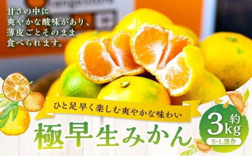 極早生みかん 約3kg【 2026年9月下旬-11月上旬発送予定 】