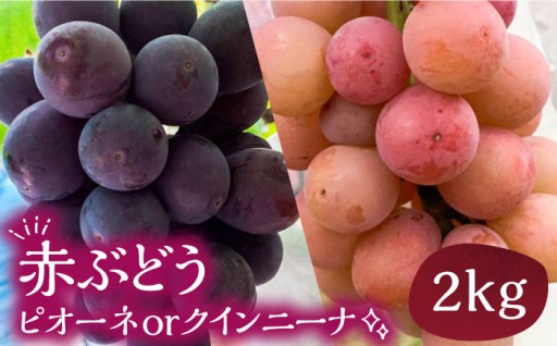 【プリッと弾ける】豊前市産の大粒 赤ぶどう🍇