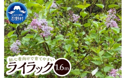 【初心者向けで育てやすい】 植木 ライラック