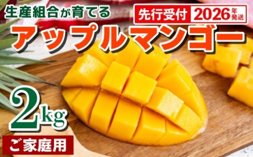 【まだ間に合う】生産組合が育てる厳選・アップルマンゴー約2kg（家庭用）【2026年発送】