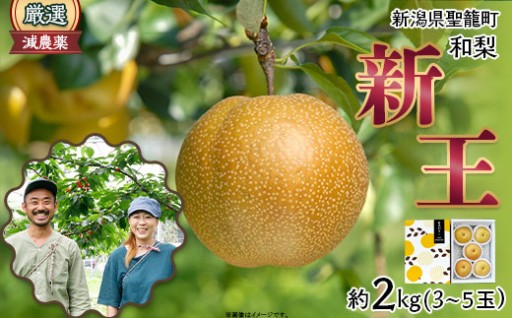 【梨の王様を味わう】新潟和梨【新王】約2kg（3～5玉）