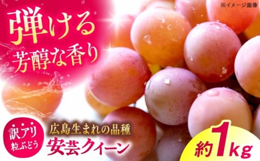 広島生まれの甘い赤ぶどう！安芸クイーン