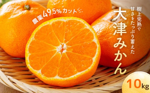 湯河原生まれの大津みかん