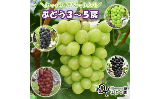 ＼予約受付開始／ シャインマスカット入り🍇 人気のぶどう詰合せ！