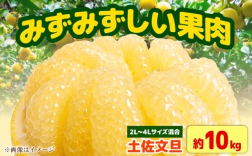 【先行予約】大玉で食べ応え満点！土佐文旦10kg