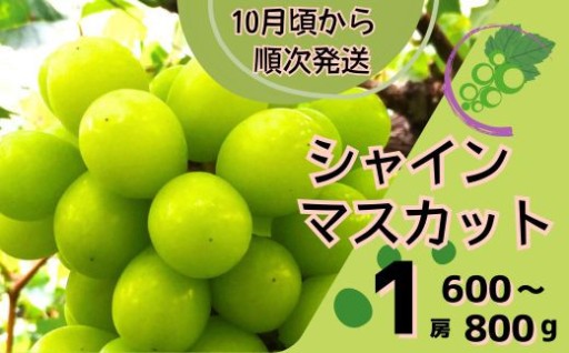 予約スタート！宍粟市産　シャインマスカット　600～800ｇ