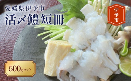 愛媛県伊予市　活〆鱧短冊500ｇセット🐟