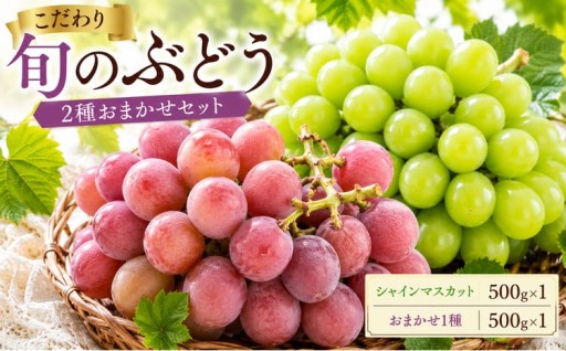美浜町産 旬のぶどう 2種おまかせセット