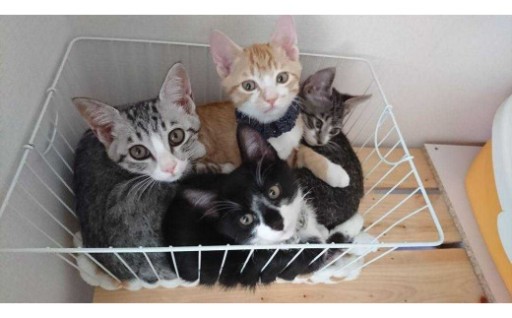 155匹の猫に、家族ができました