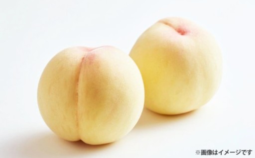 【 ご家庭用 】 岡山白桃 5～7玉 （ 約1.5kg以上 ） 【 2026年6月下旬～8月下旬発送予定 】