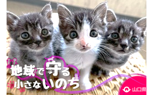 地域で守る小さな命！やまぐち犬猫支援事業