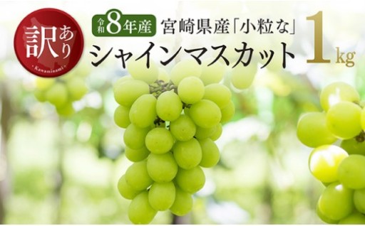 令和8年産 訳あり小粒なシャインマスカット1kg