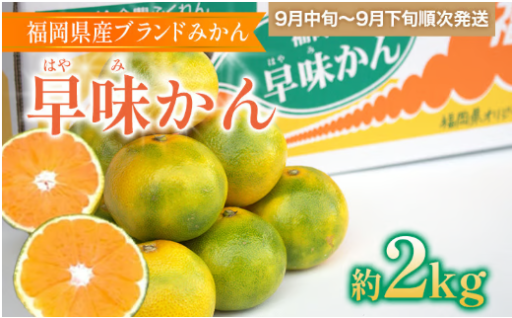 【酸味が少なく、甘い🥰】🍊福岡県産ブランドみかん 「早味かん」 約2kg🍊