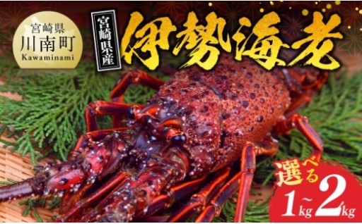 ※内容量が選べる※【担当者厳選！】 伊勢海老 