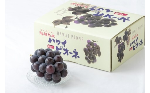受付終了間近！お急ぎください！！ 潮騒ピオーネ