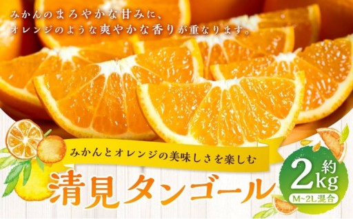 清見タンゴール 約2kg