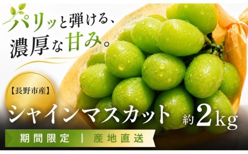 長野市産 シャインマスカット約2kg（4～6房）【2026年発送】
