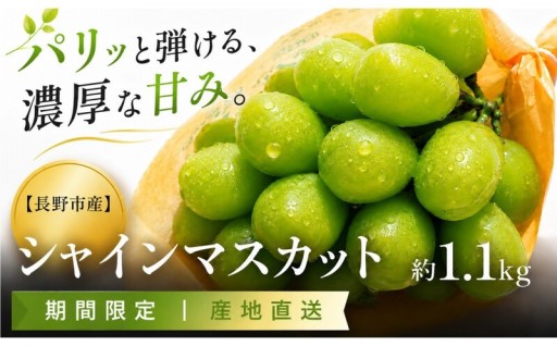 長野市産 シャインマスカット約1.1kg（2～3房）【2026年発送】