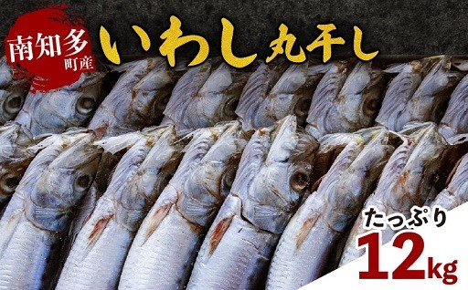 たっぷり12kg！そのまま焼くだけ　いわし丸干し