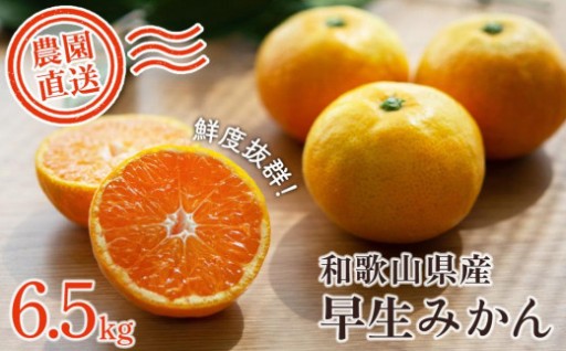 早生みかん 約6.5kg 大小混合 《ご家庭用》 ちょっと訳あり 
