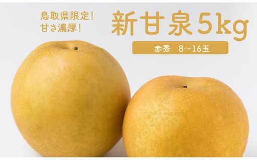 受付まもなく終了！希少な鳥取産 新甘泉梨 5kg