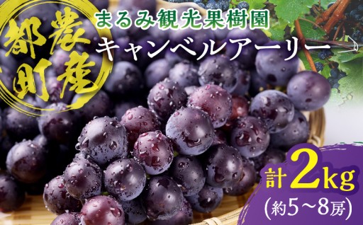 【宮崎県都農町】✨都農町産✨『キャンベルアーリー』計2kg🍇