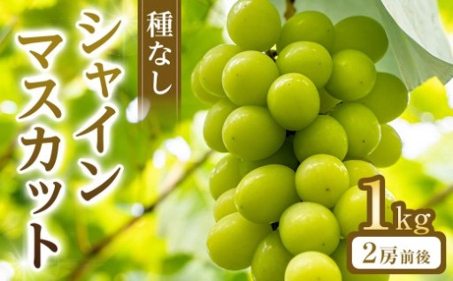 【先行予約】シャインマスカット(種無し) 1kg前後