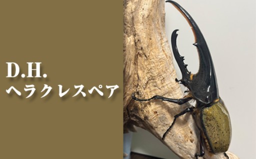 本格派昆虫ファンへ！迫力のヘラクレスオオカブト成虫ペア!