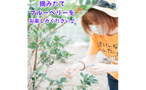 7・8月限定！ブルーベリー食べ放題！ペアチケット