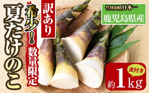 【訳あり】鹿児島県出水市産！希少高級食材夏たけのこ＜皮付き約1kg＞