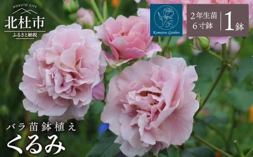 【2027年2月以降発送】バラ苗鉢植え「くるみ」