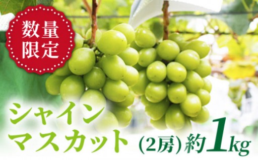【本日締切】甘さ弾けるシャイン1kg
