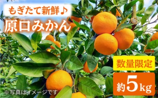 【先行予約】数量限定 西海みかん発祥の味