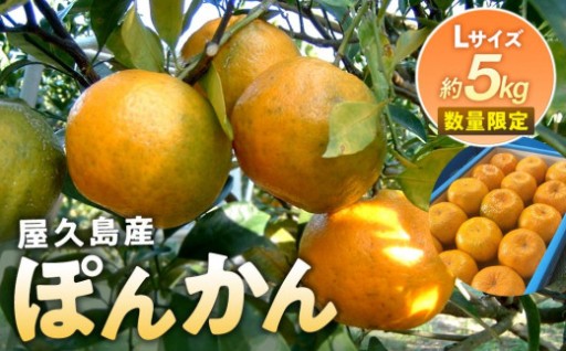 2026年 屋久島産 ぽんかん 約5kg・Lサイズ＜先行予約／数量限定＞