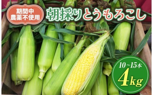 【栽培期間中農薬不使用・無化学肥料・無家畜性肥料で育てた】 朝採り とうもろこし 約4kg ( 10～15本 )