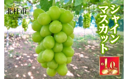 【2026年先行予約】北杜市白州 名水の里のシャインマスカット 約1kg(2房) ご家庭用