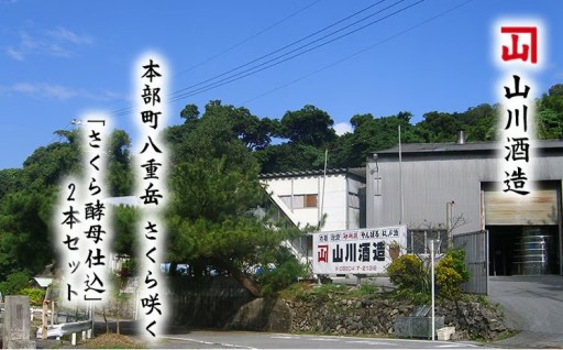 本部町八重岳　さくら咲く　「さくら酵母仕込」　2本セット