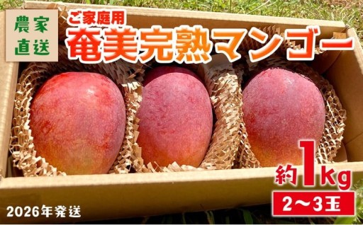 2026年発送【農家直送】飯田菜園 奄美完熟マンゴー 約1kg(2～3玉)ご家庭用q