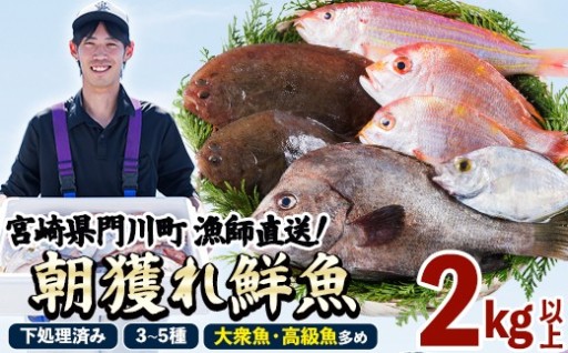 【北海道・離島配送不可】漁師直送！朝獲れ 季節の 鮮魚 詰め合わせ (上) (合計2kg以上・3～5種)
