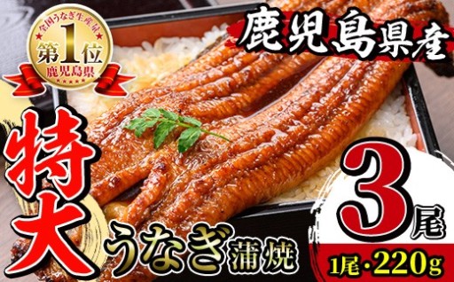 ＼特大サイズ／鹿児島県産 うなぎ蒲焼 3尾（約220g×3・計約660g）