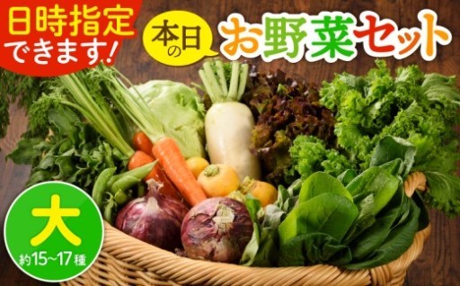 本日のお野菜セット 〈大サイズ/約15～17種〉 