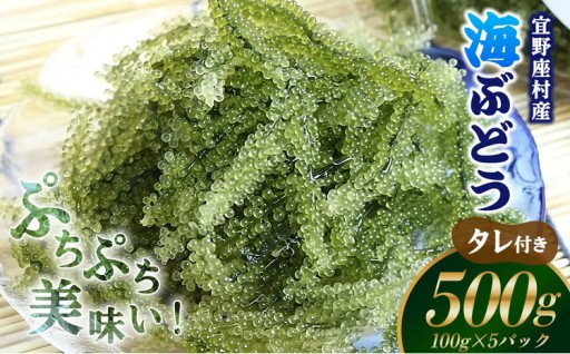 【2026年発送】宜野座村の海ぶどう（100g×5パック） 