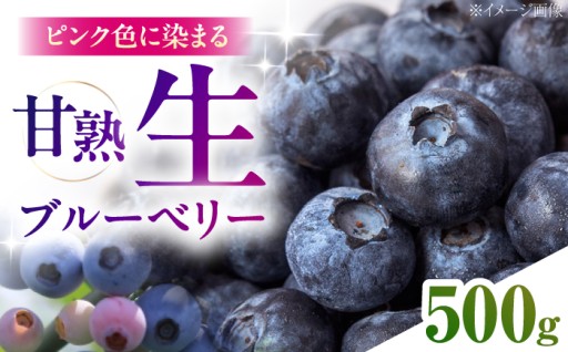 【旬の味覚】甘みが広がる、雲南市産ブルーベリー