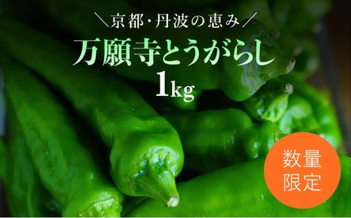 ＜2026年6月上旬以降順次発送予定＞万願寺とうがらし(1kg) 
