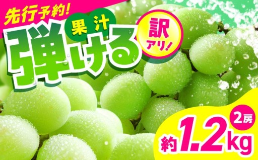 ＼ 弾ける果汁／【訳あり】シャインマスカット 熊本県