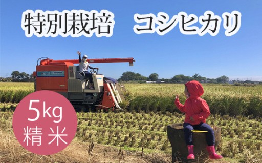 特別栽培　コシヒカリ　精米５kg 