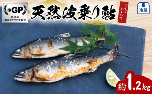 天然波乗り鮎 約1.2kg サイズおまかせ