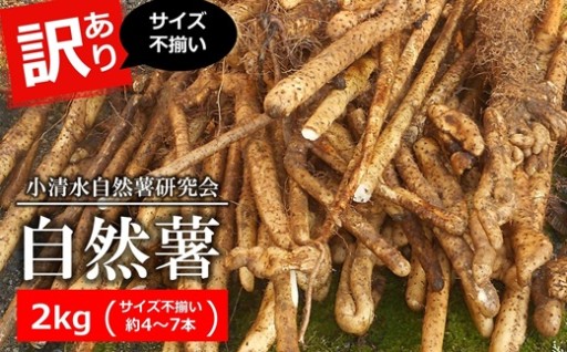 【NEW】小清水の自然薯 サイズ不揃い 2kg